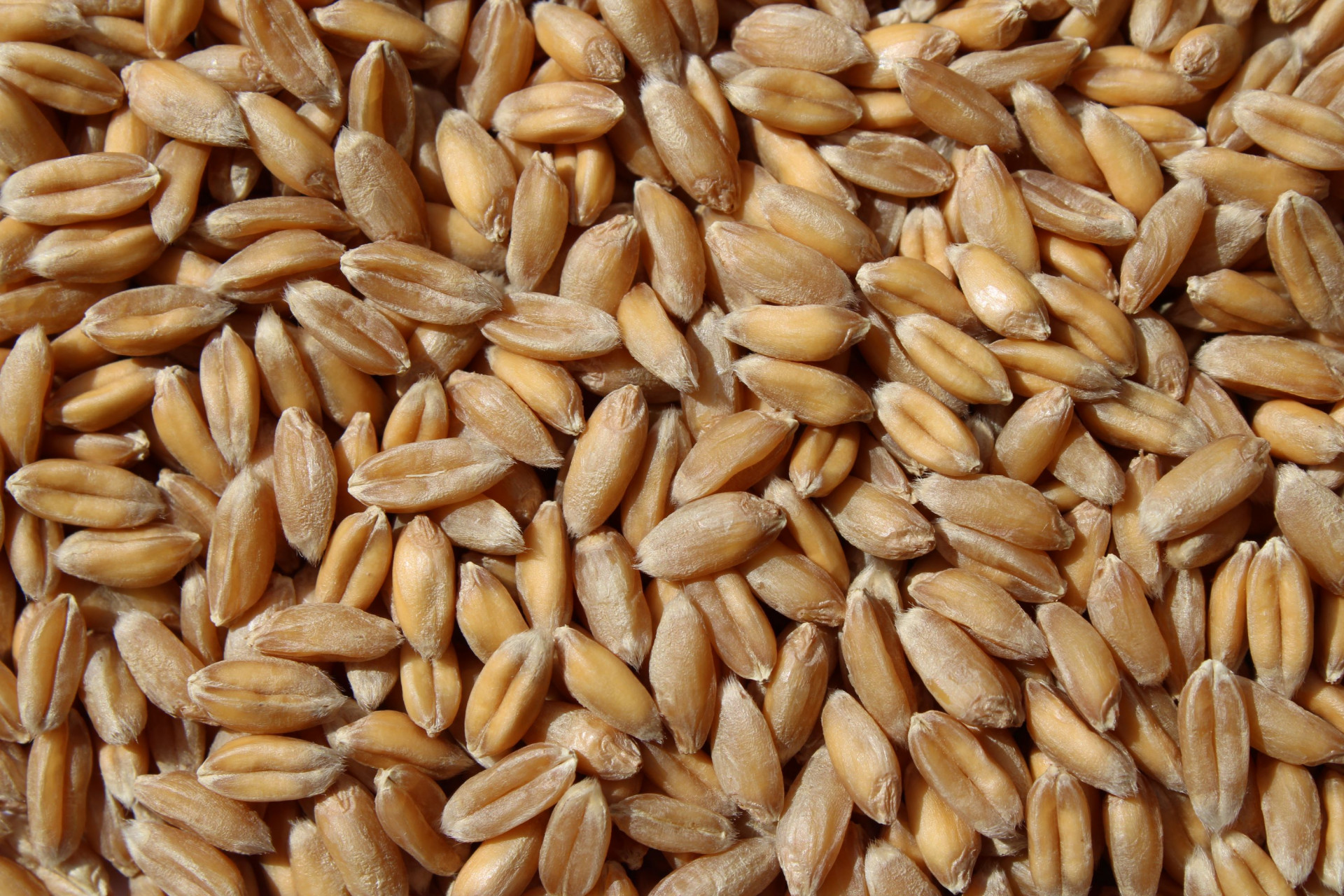 Spelt wheat: Conforte